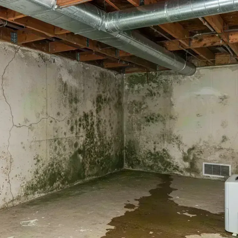 Professional Mold Removal in Antigo, WI